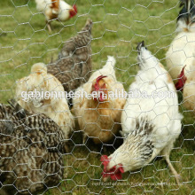 Cages for chicken used hexagonal wire mesh